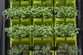 Vertical garden in an urban patio Royalty Free Stock Photo