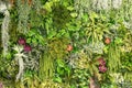 Vertical garden in an urban patio Royalty Free Stock Photo