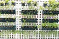 Vertical garden in an urban patio Royalty Free Stock Photo