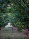 Vertical garden view with a red ladder near elm trees around