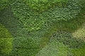 Vertical garden wall in an interior courtyard