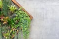 Vertical garden in a wooden planter