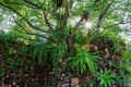 Vertical gardening harmoniously natural.