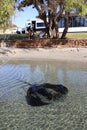 Vertical of a Giant freshwater stingray swimming at the beach in Augusta, Western Australia Royalty Free Stock Photo