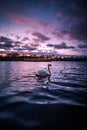 Vertical of a graceful white swan swimming on a tranquil lake captured at sunset under cloudy sky Royalty Free Stock Photo