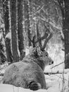 Vertical grayscale back view of adorable Mule deer resting in white snowy winter forest Royalty Free Stock Photo