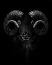 Vertical grayscale of a Bighorn sheep head with an angry look isolated on a black background Royalty Free Stock Photo