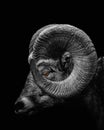 Vertical grayscale of a Bighorn sheep head with a sad look isolated on a black background Royalty Free Stock Photo