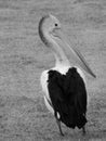 Vertical grayscale closeup shot of a cute pelican walking on the grass