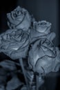 Vertical grayscale closeup shot of four rotting roses