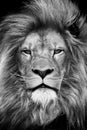 Vertical grayscale of a gorgeous lion looking seriously