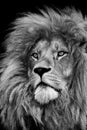 Vertical grayscale of a gorgeous lion looking seriously
