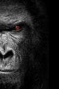 Vertical grayscale of a half face of a gorilla monkey with angry glance Royalty Free Stock Photo