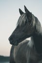 Vertical grayscale of a horse looking away against the isolated background Royalty Free Stock Photo