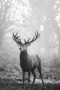 Vertical grayscale of a Red Deer with antlers wandering in the woods at Richmond Park