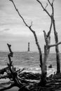 Vertical grayscale shot of branches before the Morris Island Lighthouse Royalty Free Stock Photo