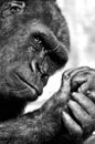 Vertical grayscale shot of a chimpanzee with a thoughtful face