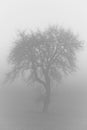 Vertical grayscale shot of a dark mysterious forest with a lonely tree in fog Royalty Free Stock Photo
