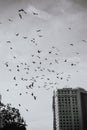 Vertical grayscale shot of a flock of birds in District 1 Ho Chi Minh City, Vietnam