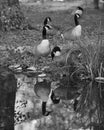 Vertical grayscale shot of a flock of Canadian geese near a reflective lake