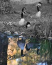 Vertical grayscale shot of a flock of Canadian geese near a reflective lake