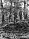 Vertical grayscale shot of a forest landscape in the Planken Wambuis in the Netherlands Royalty Free Stock Photo
