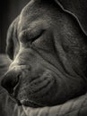 Vertical grayscale shot of a sleeping Dogue de Bordeaux