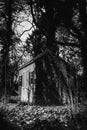 Vertical grayscale shot of a small abandoned house under the trees Royalty Free Stock Photo