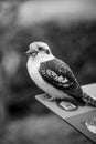 Vertical grayscale shot of a spangled kookaburra bird