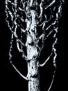 Vertical grayscale shot of a tree on a black background