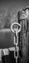 Vertical grayscale of an unchained wood against the isolated background