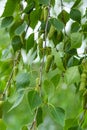 Vertical green background with birch branches with catkins Royalty Free Stock Photo