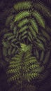 Vertical dark and vibrant green fern leaves spreading out creating swirly natural pattern background Royalty Free Stock Photo