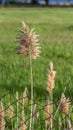 Vertical Green field and tall brown grasses behind a rusty chain link wire mesh fence Royalty Free Stock Photo