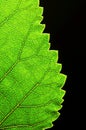 Vertical green leaf edge Royalty Free Stock Photo