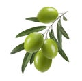 Vertical green olive branch isolated on white background Royalty Free Stock Photo