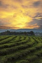 Vertical Green tea tree leaves field Fresh young tender bud herbal in farm on summer morning. Sunlight Green tea tree camellia Royalty Free Stock Photo