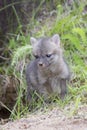 Vertical Grey Kit Fox Royalty Free Stock Photo