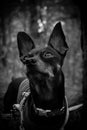 Vertical greyscale closeup shot of a cute Prague ratter dog