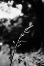 Vertical greyscale selective focus shot of a sweet grass branch