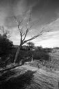 Vertical greyscale shot of a bare tree growing in a deserted area at the US and Mexico Border