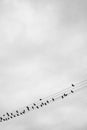 Vertical greyscale shot of birds silhouettes sitting on electric lines on a grey background Royalty Free Stock Photo