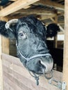 Vertical greyscale shot of a black cow in a barn in the farm Royalty Free Stock Photo