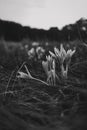 Vertical greyscale shot of Crocus vernus flower in the middle of a field during spring Royalty Free Stock Photo
