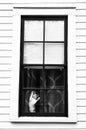 Vertical greyscale shot of a cute cat doing a silly pose on a window ceiling