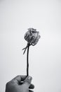 Vertical greyscale shot of a male hand holding a dried rose on a light-colored background Royalty Free Stock Photo