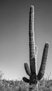 Vertical greyscale shot of a tall saguaro cactus in a deserted area
