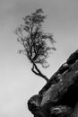 Vertical greyscale shot of a tree growing at the rock cliff
