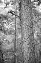 Vertical greyscale shot of the trunk of a tree in the woods