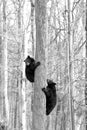 Vertical greyscale shot of two black bears climbing the tree trunk
